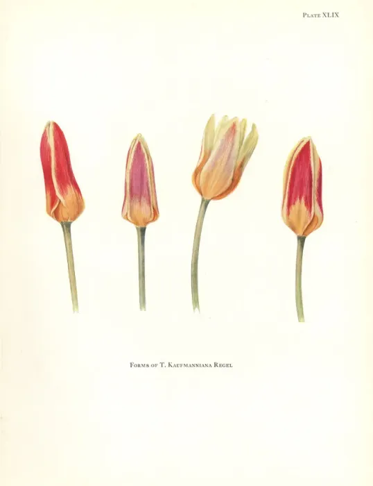 Framed Print : Forms of the waterlily tulip, Tulipa kaufmanniana Framed Print : Forms of the waterlily tulip, Tulipa kaufmanniana