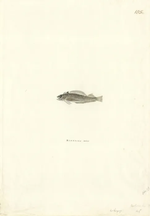 Framed Print : Forsterygion varium, variable triplefin Framed Print : Forsterygion varium, variable triplefin
