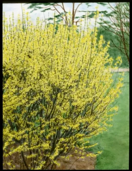 Framed Print : Forsythia Intermedia Framed Print : Forsythia Intermedia