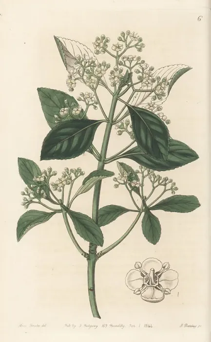 Framed Print : Fortune's spindle, Euonymus fortunei Framed Print : Fortune's spindle, Euonymus fortunei