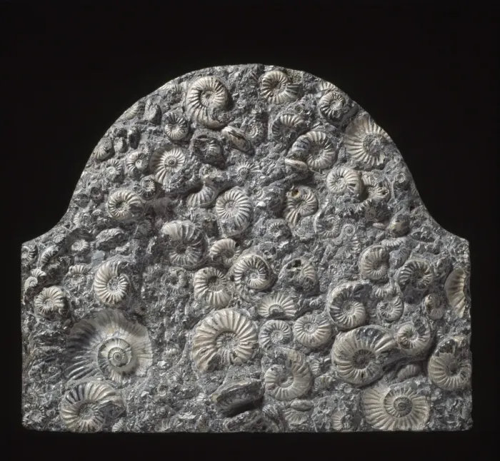 Framed Print : Fossil ammonites used as memorial stone Framed Print : Fossil ammonites used as memorial stone