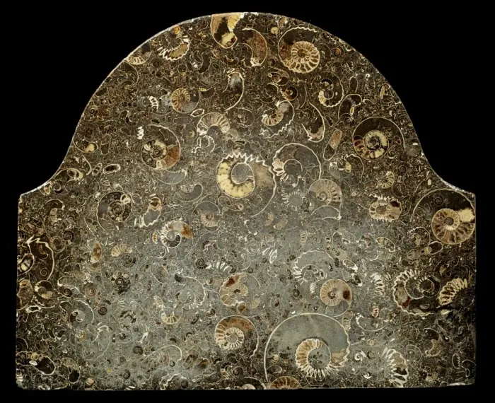 Framed Print : Fossil ammonites used as memorial stone Framed Print : Fossil ammonites used as memorial stone