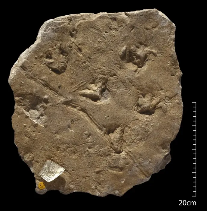 Framed Print : Fossil amphibian footprints Framed Print : Fossil amphibian footprints