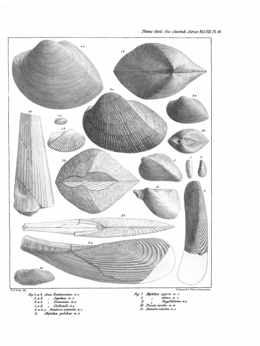 Framed Print : Fossil bivalves Framed Print : Fossil bivalves