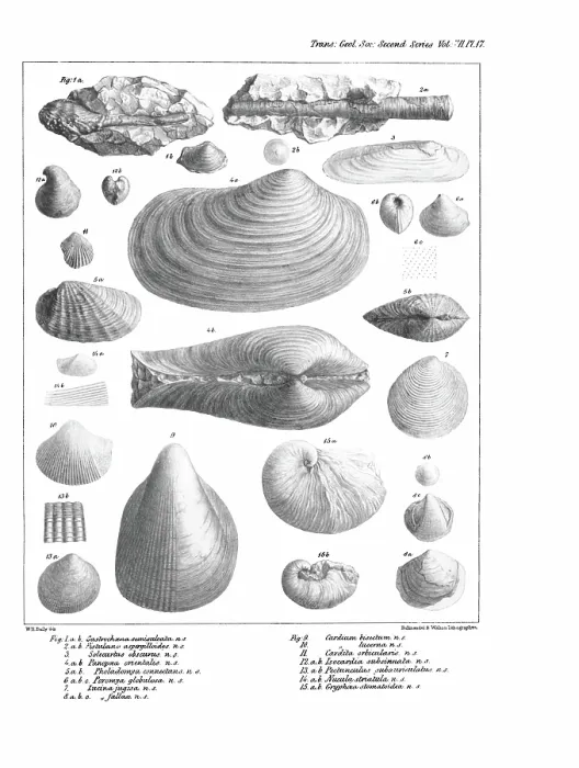 Framed Print : Fossil bivalves Framed Print : Fossil bivalves