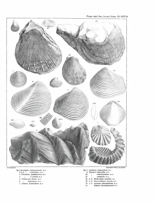 Framed Print : Fossil bivalves Framed Print : Fossil bivalves