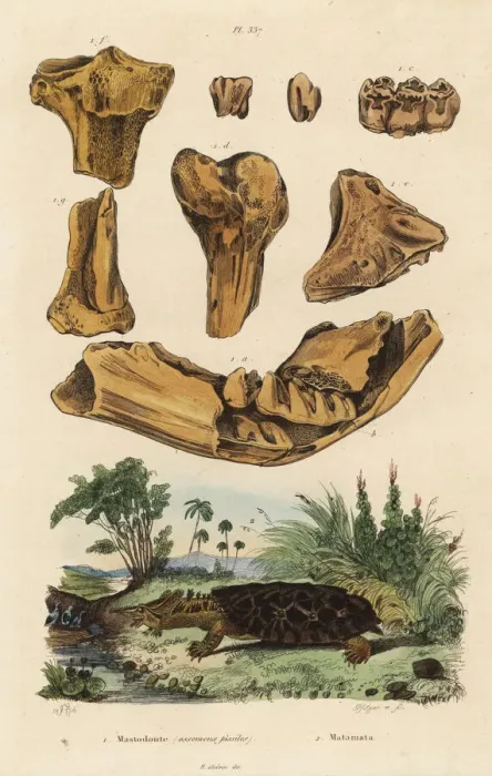 Framed Print : Fossil bones of an American mastodon and mata mata Framed Print : Fossil bones of an American mastodon and mata mata