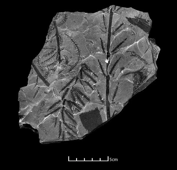 Fossil branches of Calamites