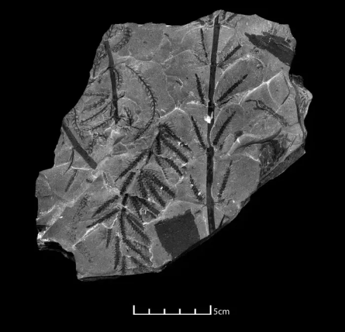 Framed Print : Fossil branches of Calamites Framed Print : Fossil branches of Calamites