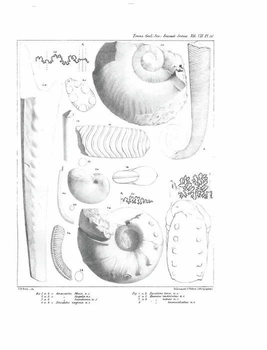 Framed Print : Fossil cephalapoda Framed Print : Fossil cephalapoda