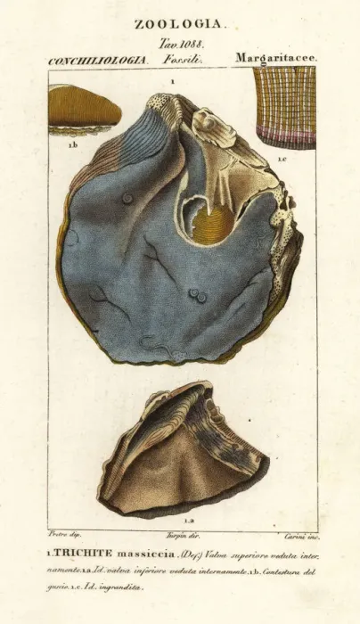 Framed Print : Fossil of extinct oyster species, Trihites plati Framed Print : Fossil of extinct oyster species, Trihites plati