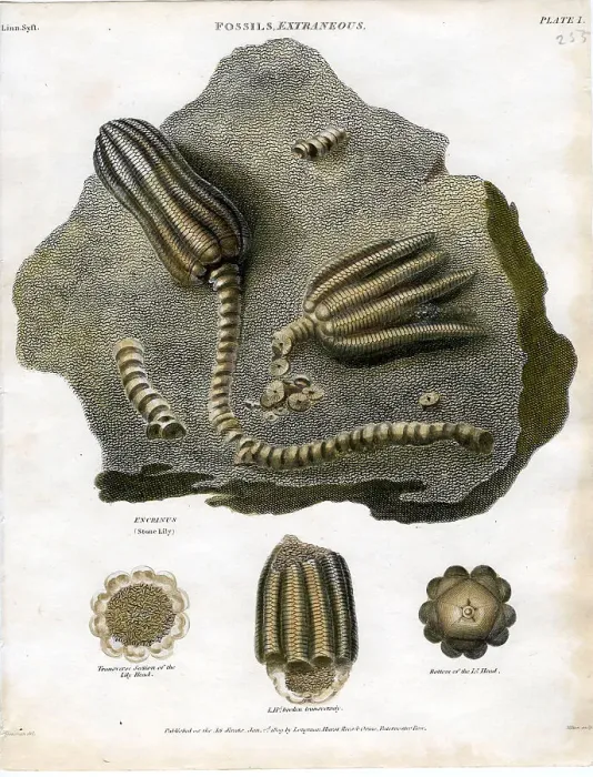 Framed Print : Fossil - Extrancons Framed Print : Fossil - Extrancons