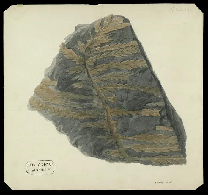 Framed Print : Fossil fern from the Alps Framed Print : Fossil fern from the Alps