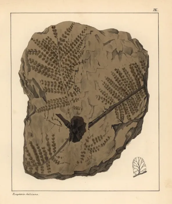 Framed Print : Fossil fern, Pecopteris Sulziana Framed Print : Fossil fern, Pecopteris Sulziana