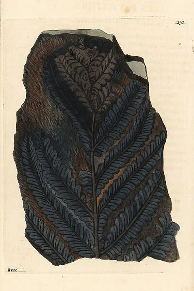 Fossil fern, Polypodium filix mas