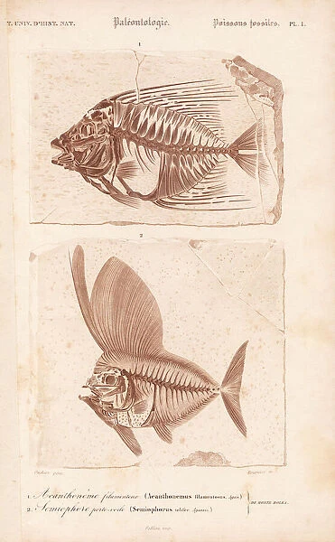 Fossil fish, Acanthonemus filamentosus