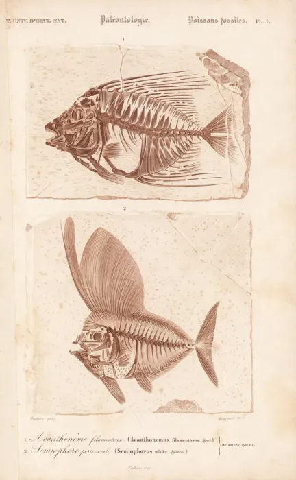 Framed Print : Fossil fish, Acanthonemus filamentosus Framed Print : Fossil fish, Acanthonemus filamentosus