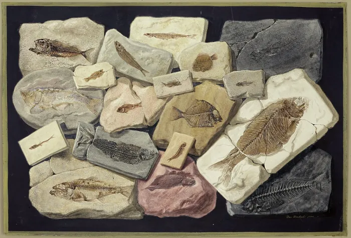 Framed Print : Fossil fish from the collection of William Willoughby Cole Framed Print : Fossil fish from the collection of William Willoughby Cole