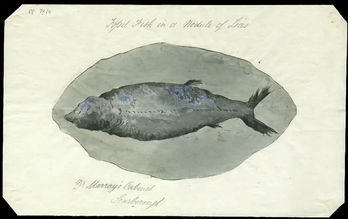 Framed Print : Fossil fish in a nodule of Lias Framed Print : Fossil fish in a nodule of Lias