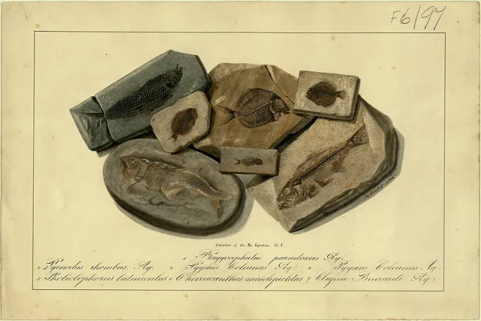 Framed Print : Fossil Fish of Sir Philip de Malpas Grey Egerton Framed Print : Fossil Fish of Sir Philip de Malpas Grey Egerton