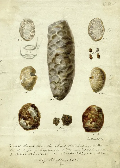 Framed Print : Fossil fruits from Chalk formation - South East of England Framed Print : Fossil fruits from Chalk formation - South East of England