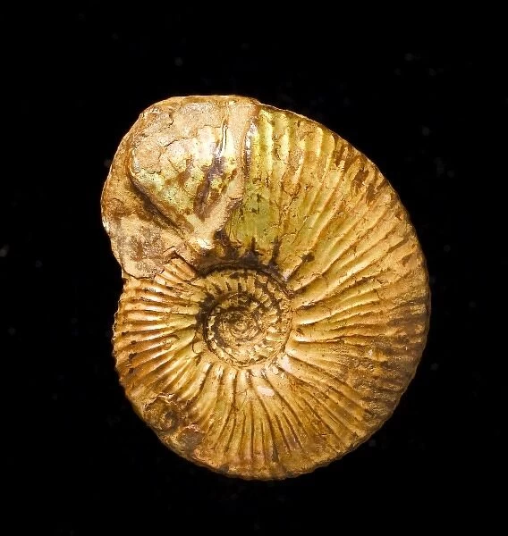 A fossil Kosmoceras, ammonite