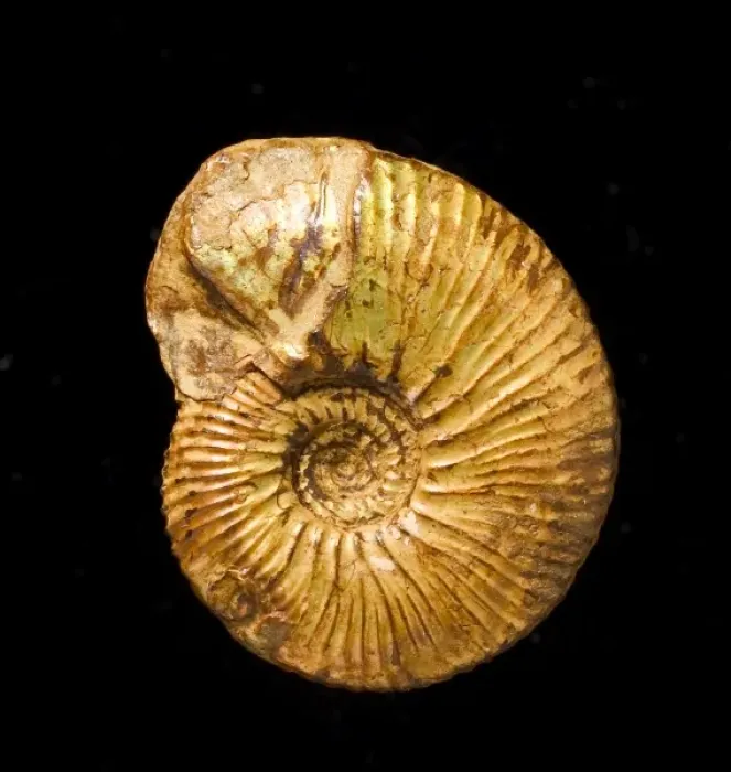 Framed Print : A fossil Kosmoceras, ammonite Framed Print : A fossil Kosmoceras, ammonite