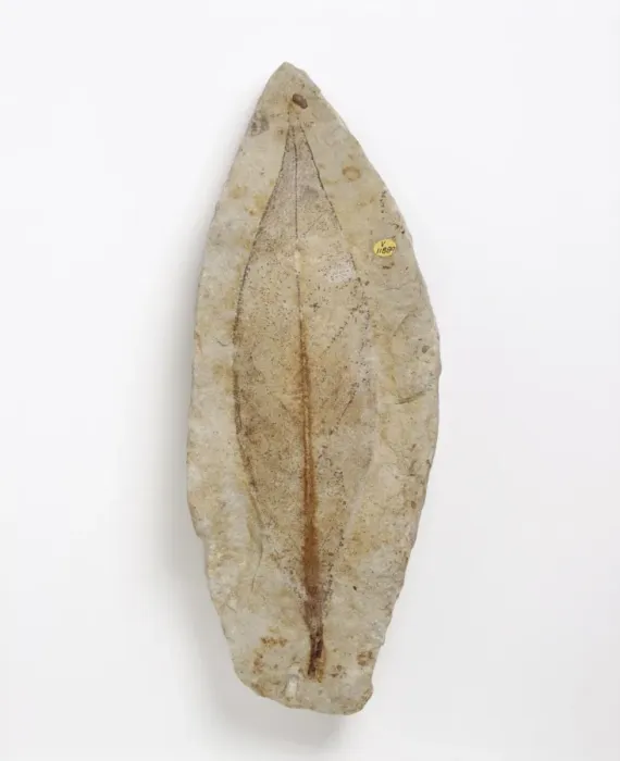 Framed Print : Fossil leaf of an early flowering plant Framed Print : Fossil leaf of an early flowering plant