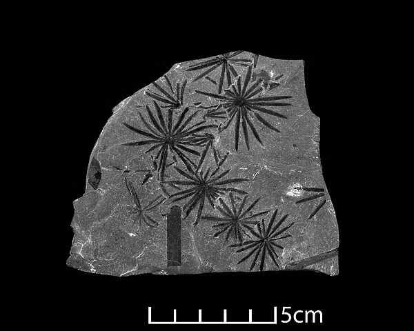 Fossil leaves of Calamites