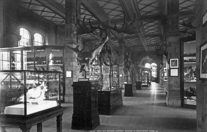 Framed Print : Fossil Mammal Gallery, Natural History Museum Framed Print : Fossil Mammal Gallery, Natural History Museum