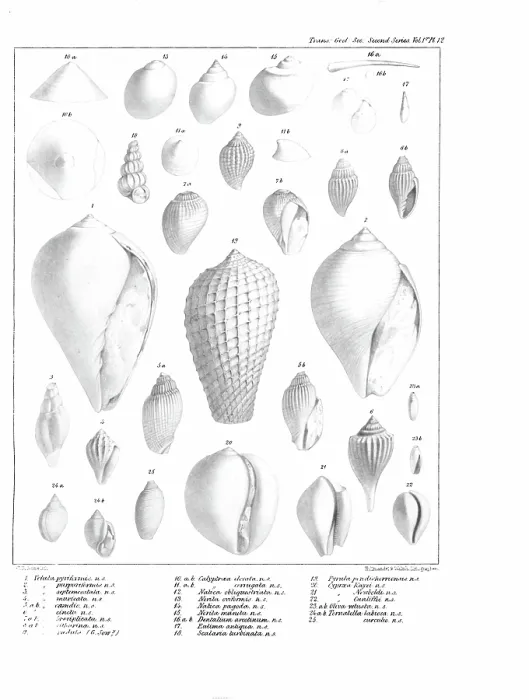 Framed Print : Fossil mollusca Framed Print : Fossil mollusca