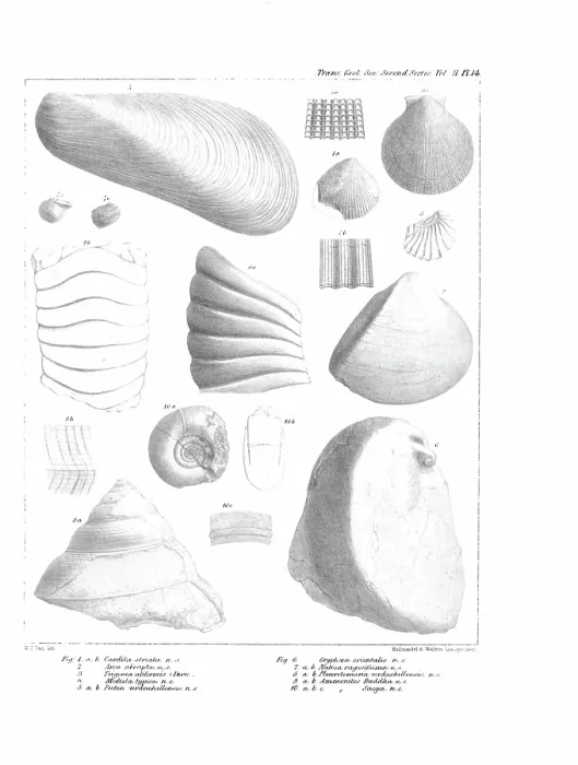 Framed Print : Fossil mollusca Framed Print : Fossil mollusca