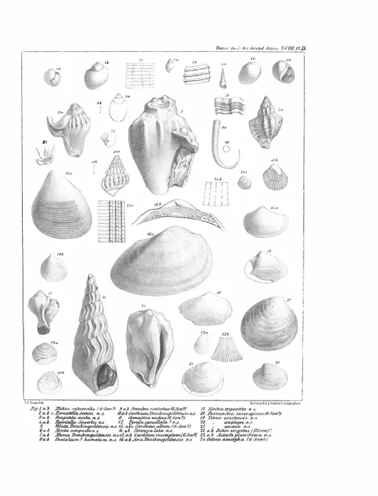 Framed Print : Fossil mollusca Framed Print : Fossil mollusca