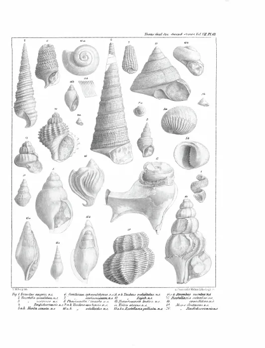 Framed Print : Fossil mollusca Framed Print : Fossil mollusca