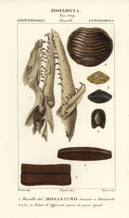Framed Print : Fossil Mososaurus skull and fish palates Framed Print : Fossil Mososaurus skull and fish palates