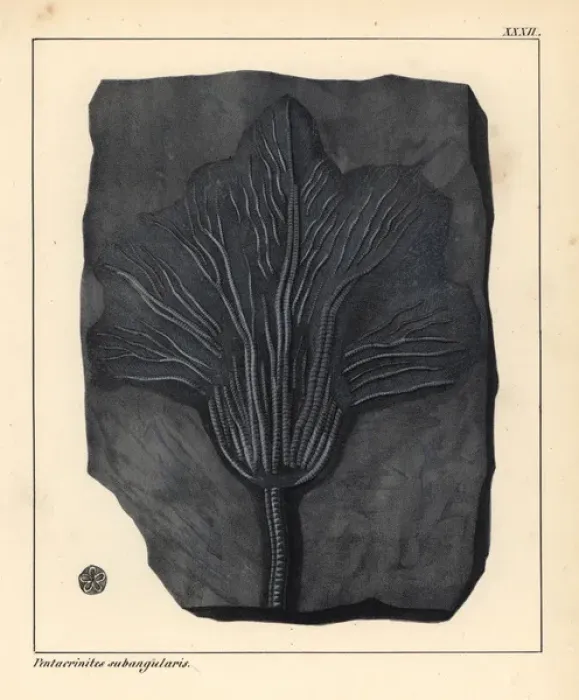 Framed Print : Fossil of Pentacrinites subangularis, extinct Framed Print : Fossil of Pentacrinites subangularis, extinct