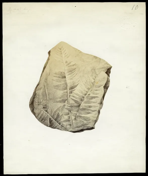 Framed Print : Fossil plant from Otago Framed Print : Fossil plant from Otago