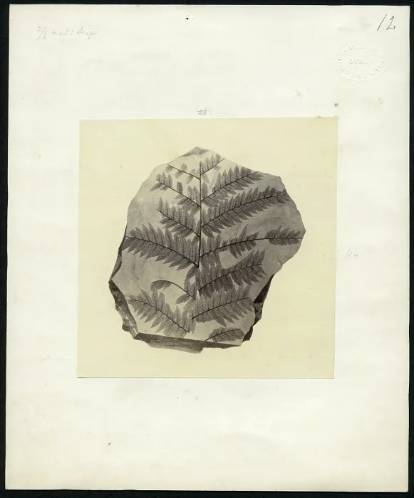 Framed Print : Fossil plant from Otago Framed Print : Fossil plant from Otago