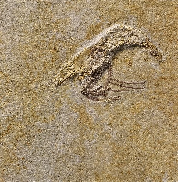 Fossil prawn