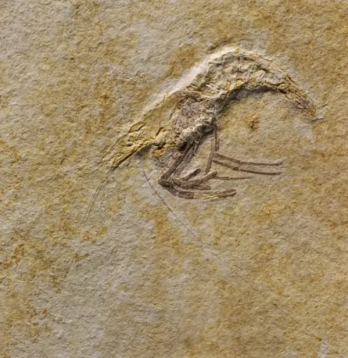 Framed Print : Fossil prawn Framed Print : Fossil prawn