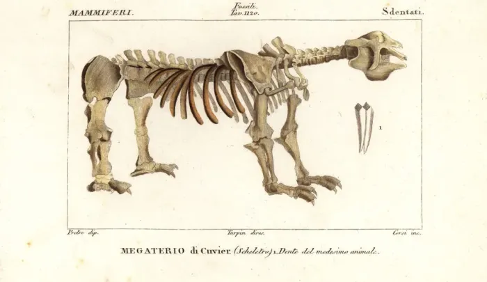 Framed Print : Fossil skeleton of the giant ground sloth, Megatherium Framed Print : Fossil skeleton of the giant ground sloth, Megatherium