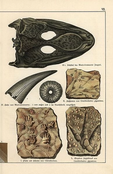 Fossil skull, tooth, and footprints