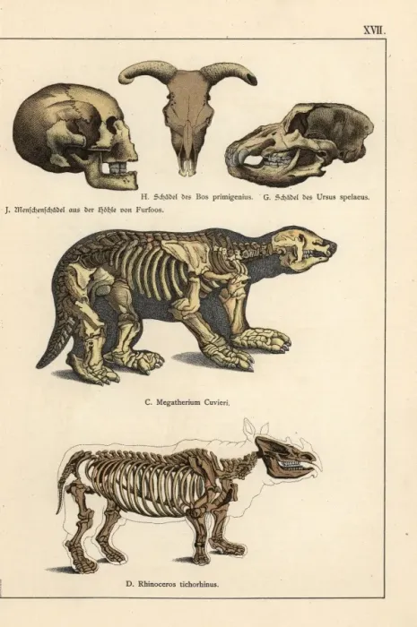 Framed Print : Fossil skulls and skeletons Framed Print : Fossil skulls and skeletons