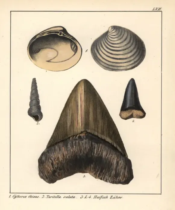 Framed Print : Fossil smooth clam Cytheria chione, sea snail Framed Print : Fossil smooth clam Cytheria chione, sea snail