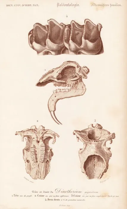 Framed Print : Fossil teeth, skull and jaw of the extinct Framed Print : Fossil teeth, skull and jaw of the extinct