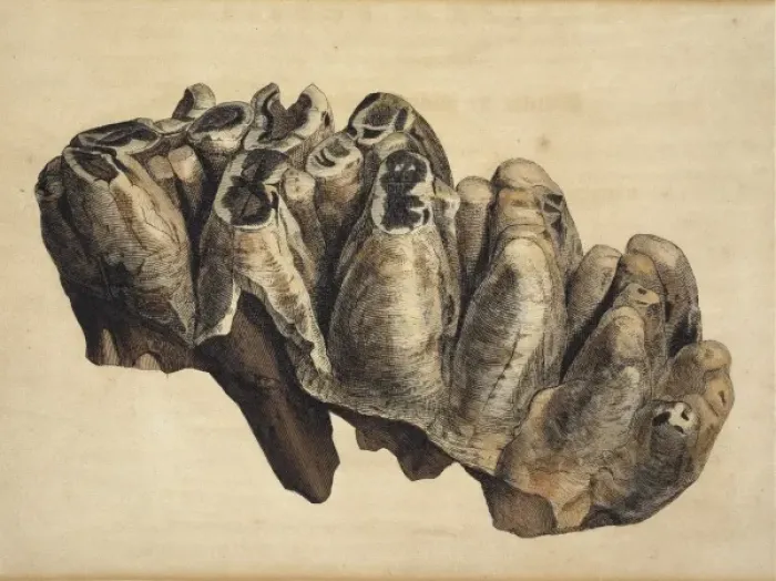 Framed Print : Fossil tooth of some extinct monstrous unknown animal from W Framed Print : Fossil tooth of some extinct monstrous unknown animal from W