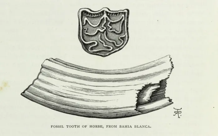 Framed Print : Fossil tooth of horse, from Bahia Blanca Framed Print : Fossil tooth of horse, from Bahia Blanca