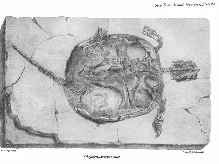 Framed Print : Fossil tortoise from Oeningen Framed Print : Fossil tortoise from Oeningen