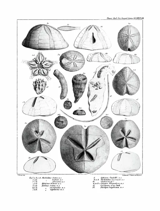 Framed Print : Fossil urchins Framed Print : Fossil urchins