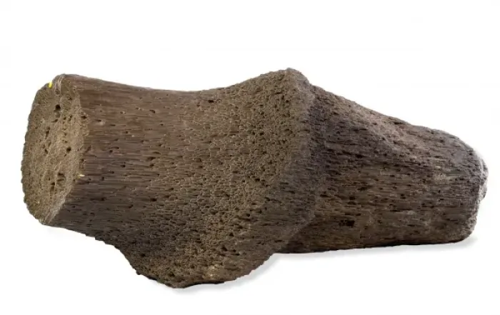 Framed Print : Fossil Wood Framed Print : Fossil Wood